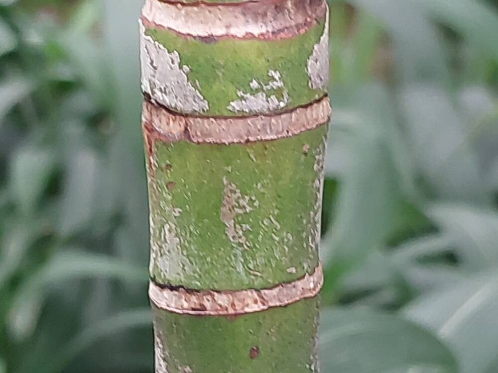 Ptychosperma burretianum bark