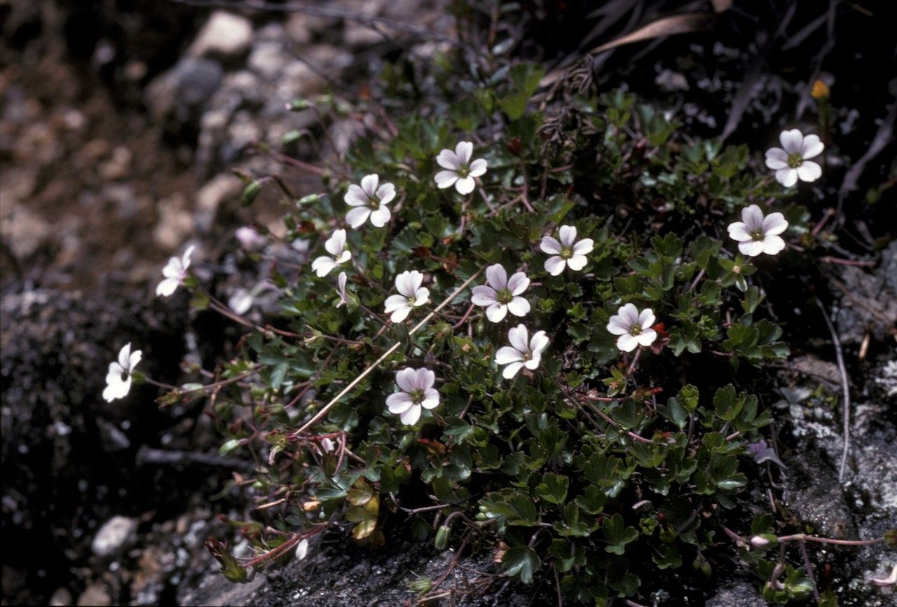 Geranium meridense — houseplant care guide