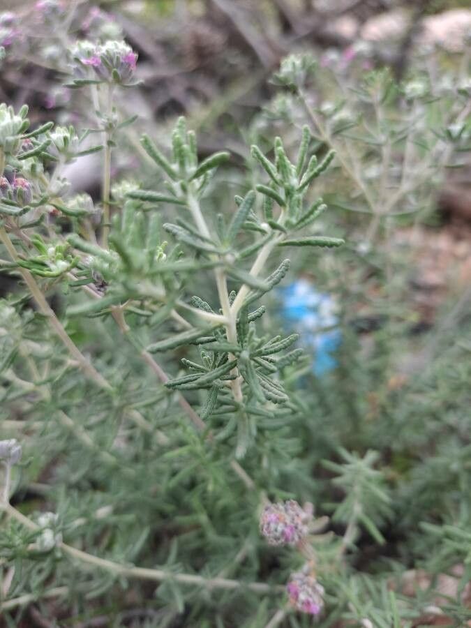 Teucrium capitatum leaf