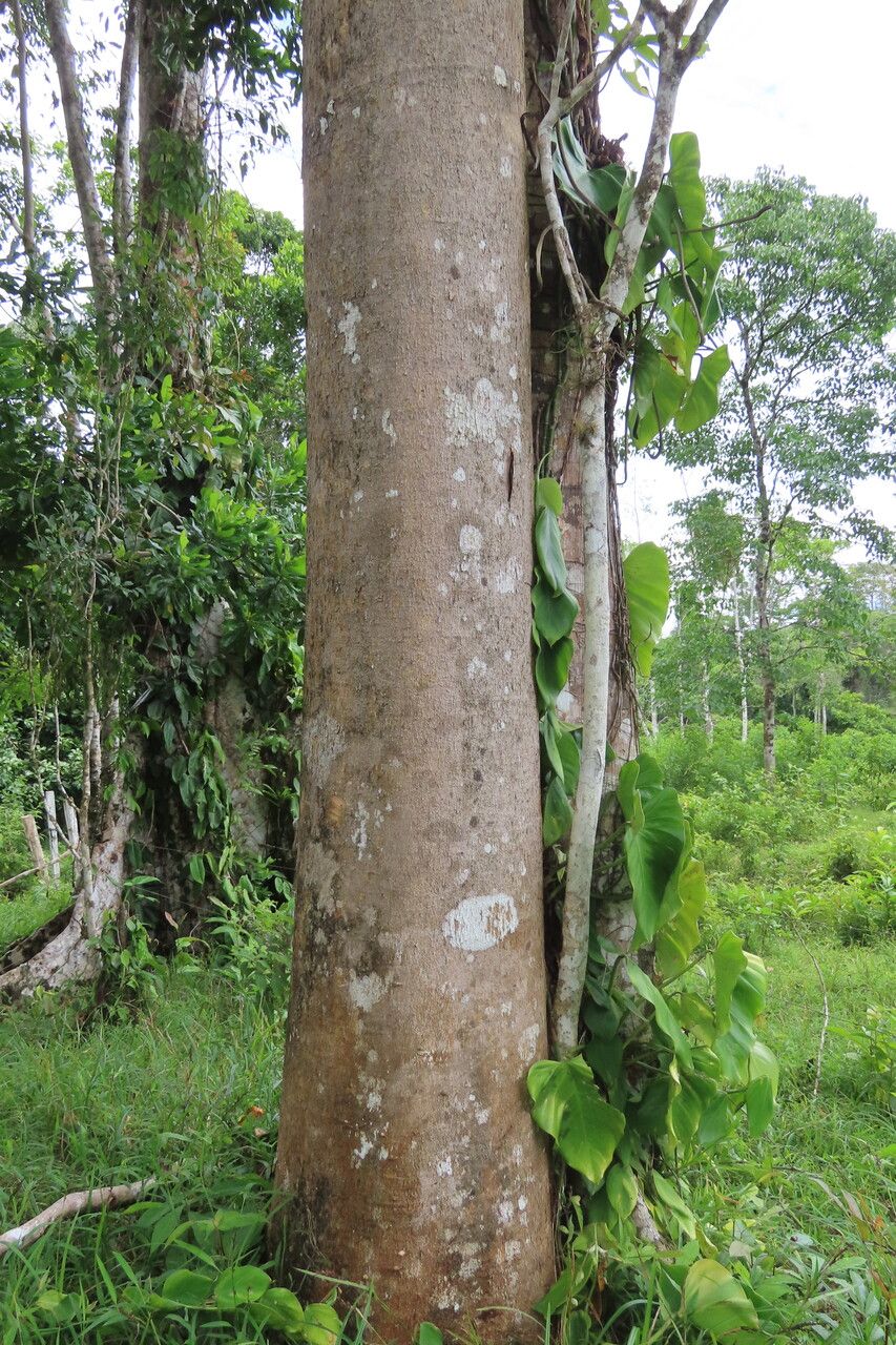 Copaifera aromatica habit