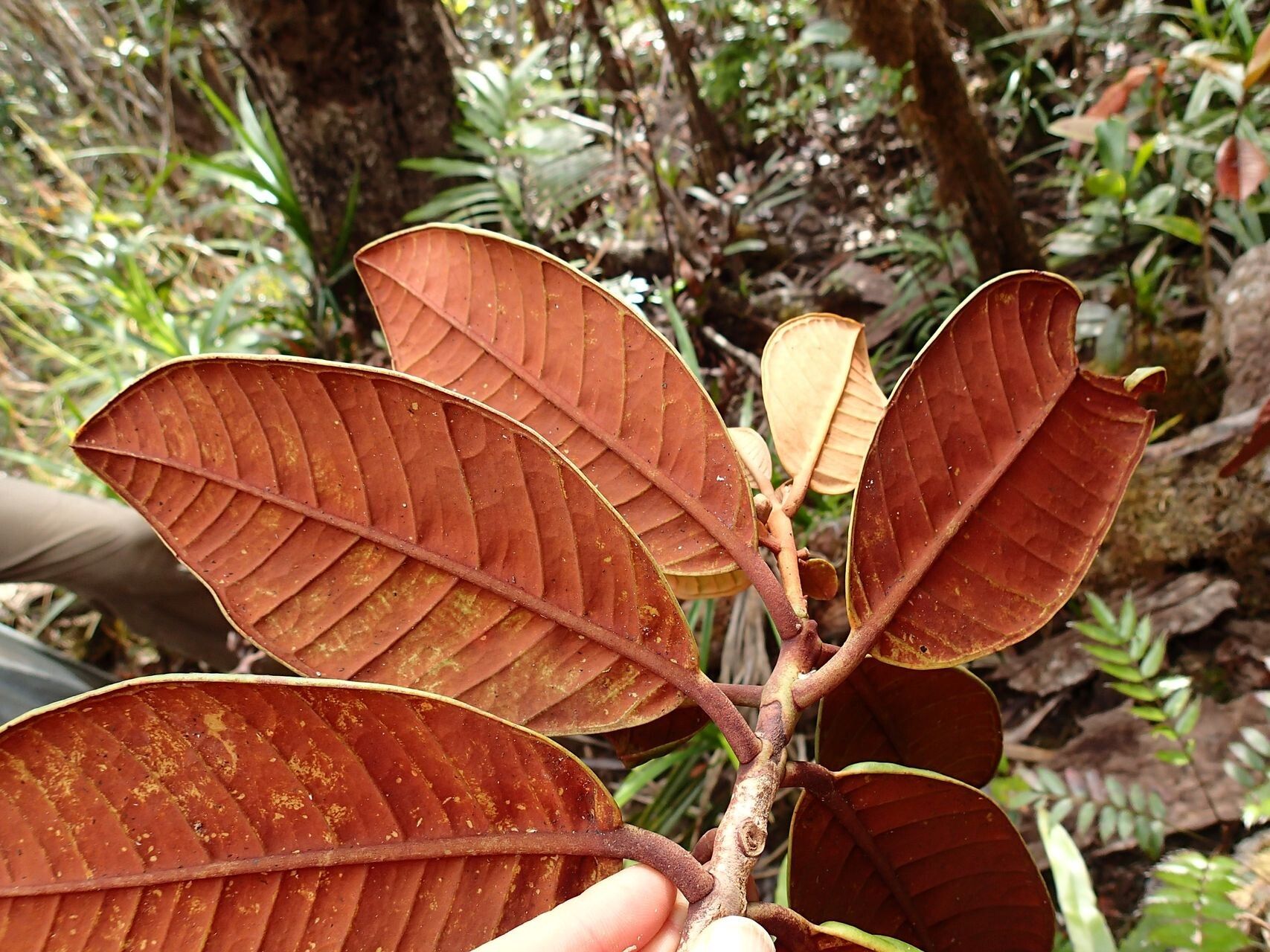 Eugenia veillonii — houseplant care guide