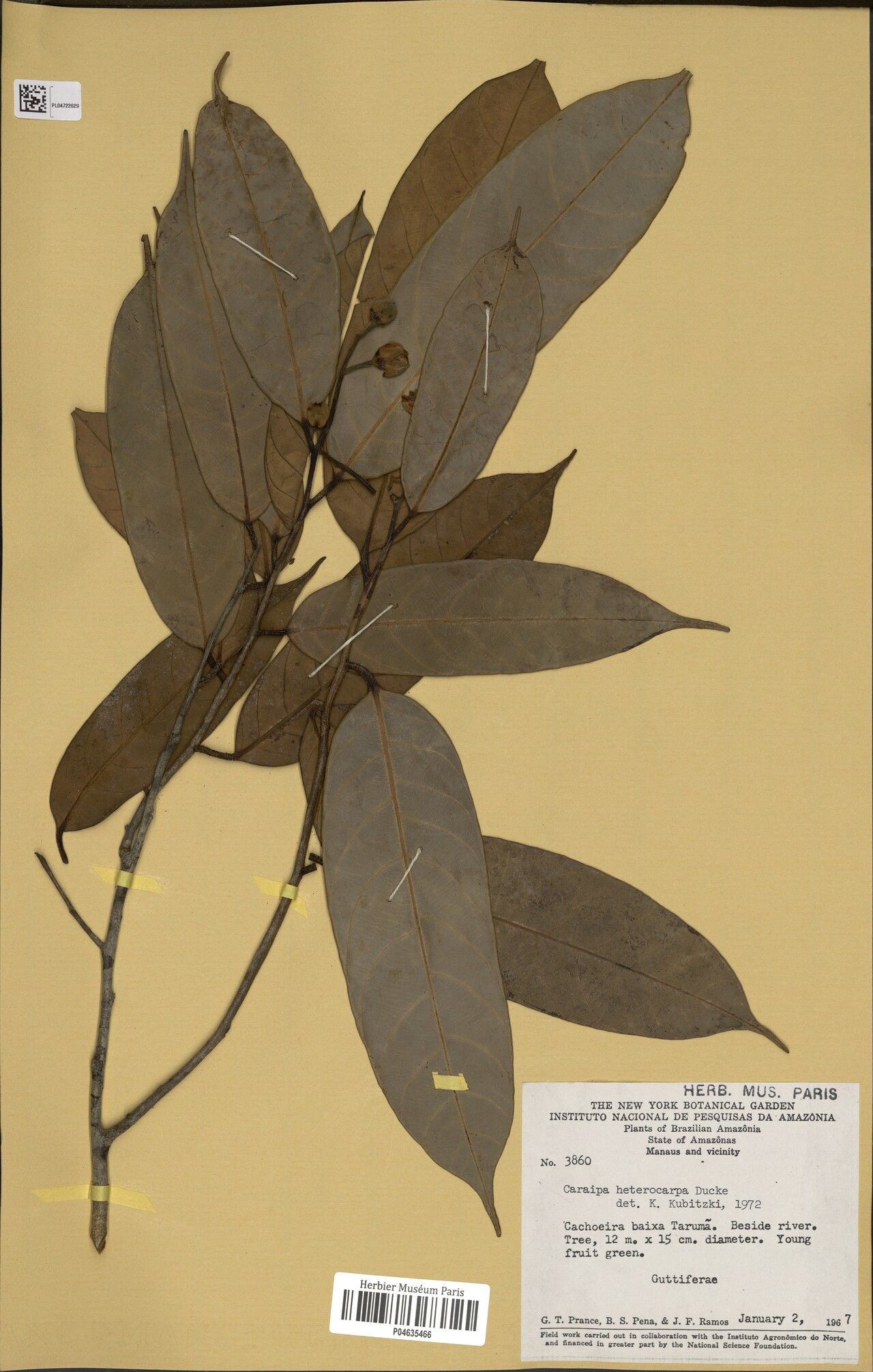 Caraipa heterocarpa — houseplant care guide