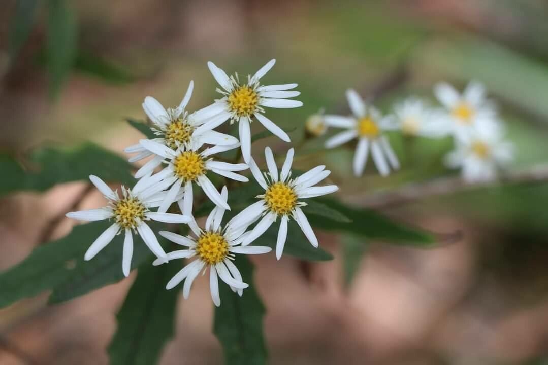 Olearia gravis — search result for 'Olearia'