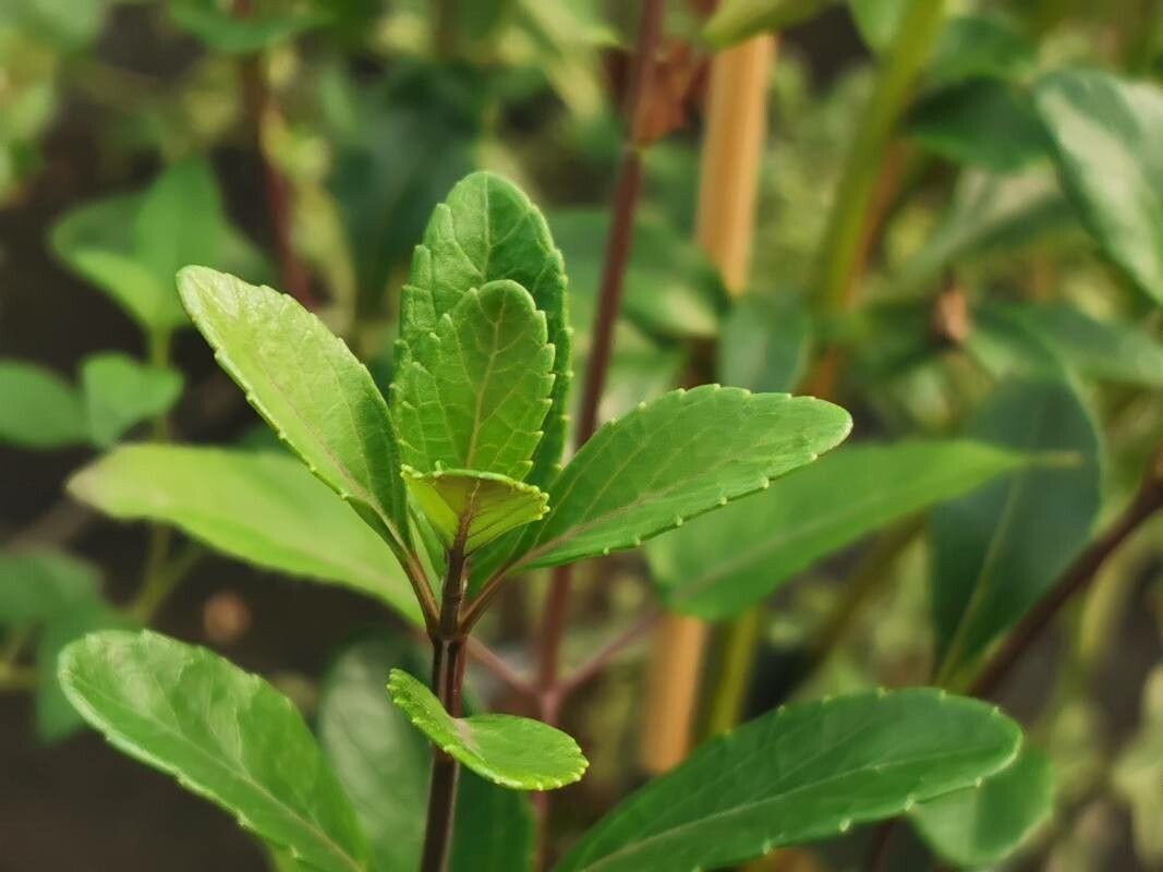 Salvia buchananii leaf