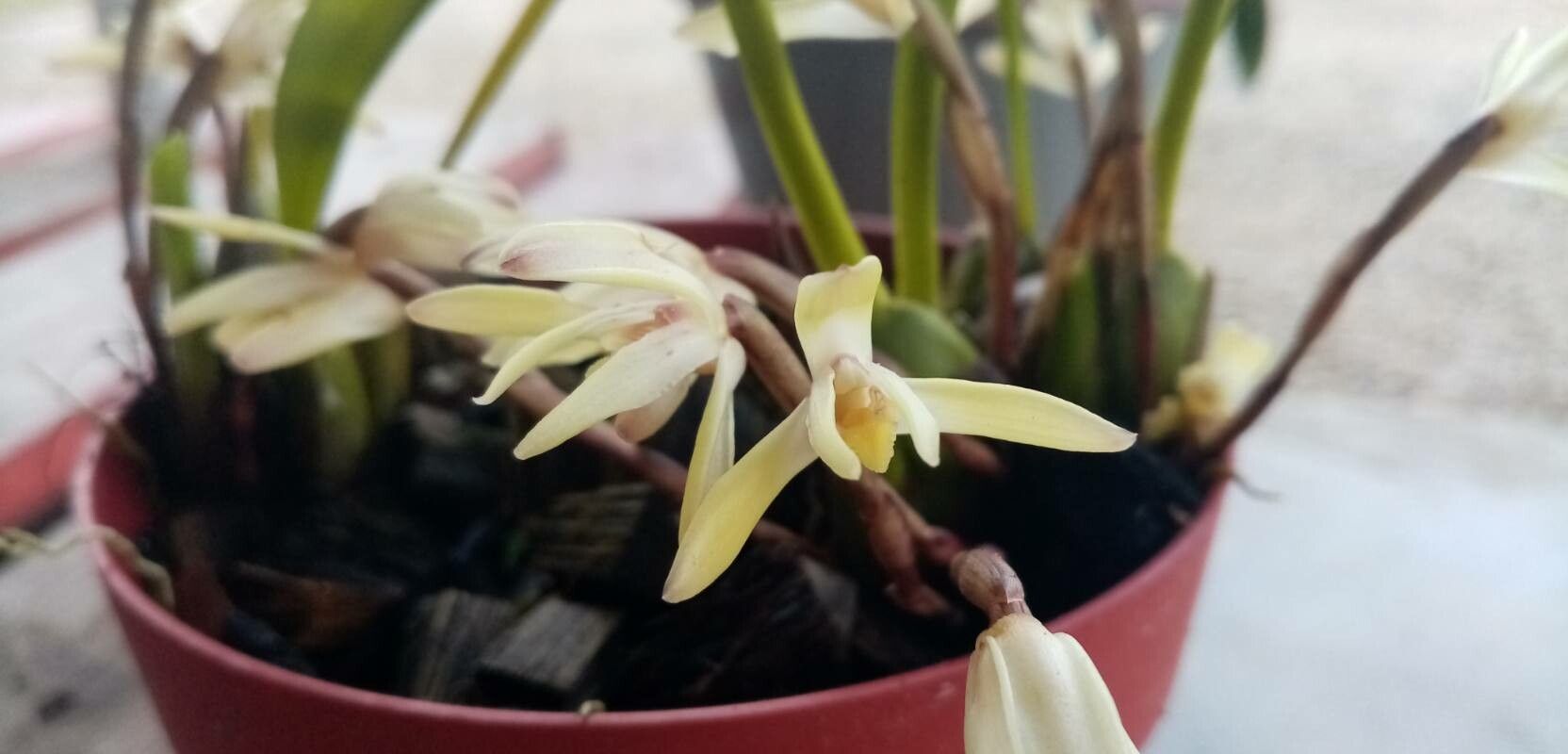 Maxillaria parkeri — houseplant care guide