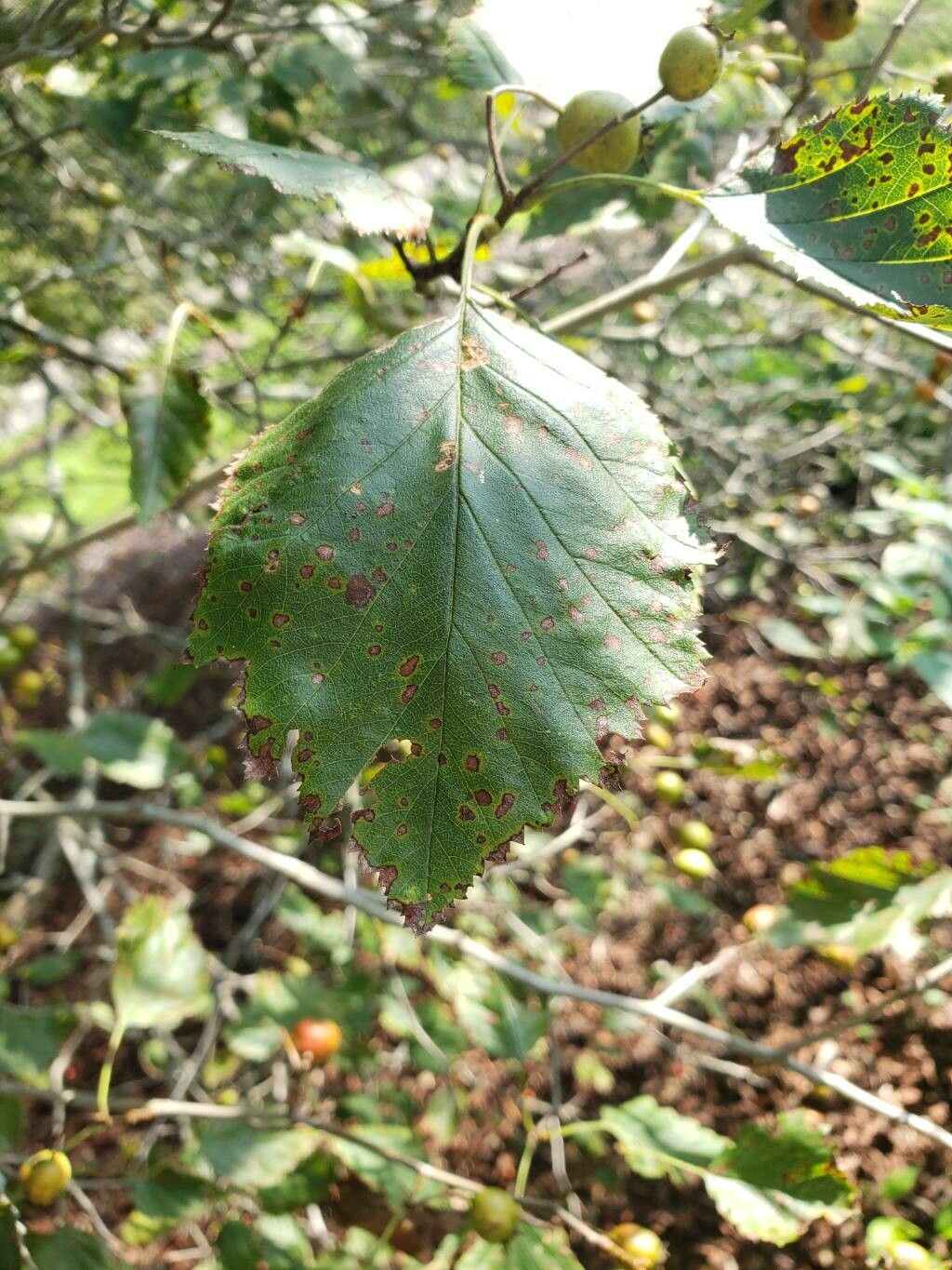 Crataegus magniflora — search result for 'Crataegus'