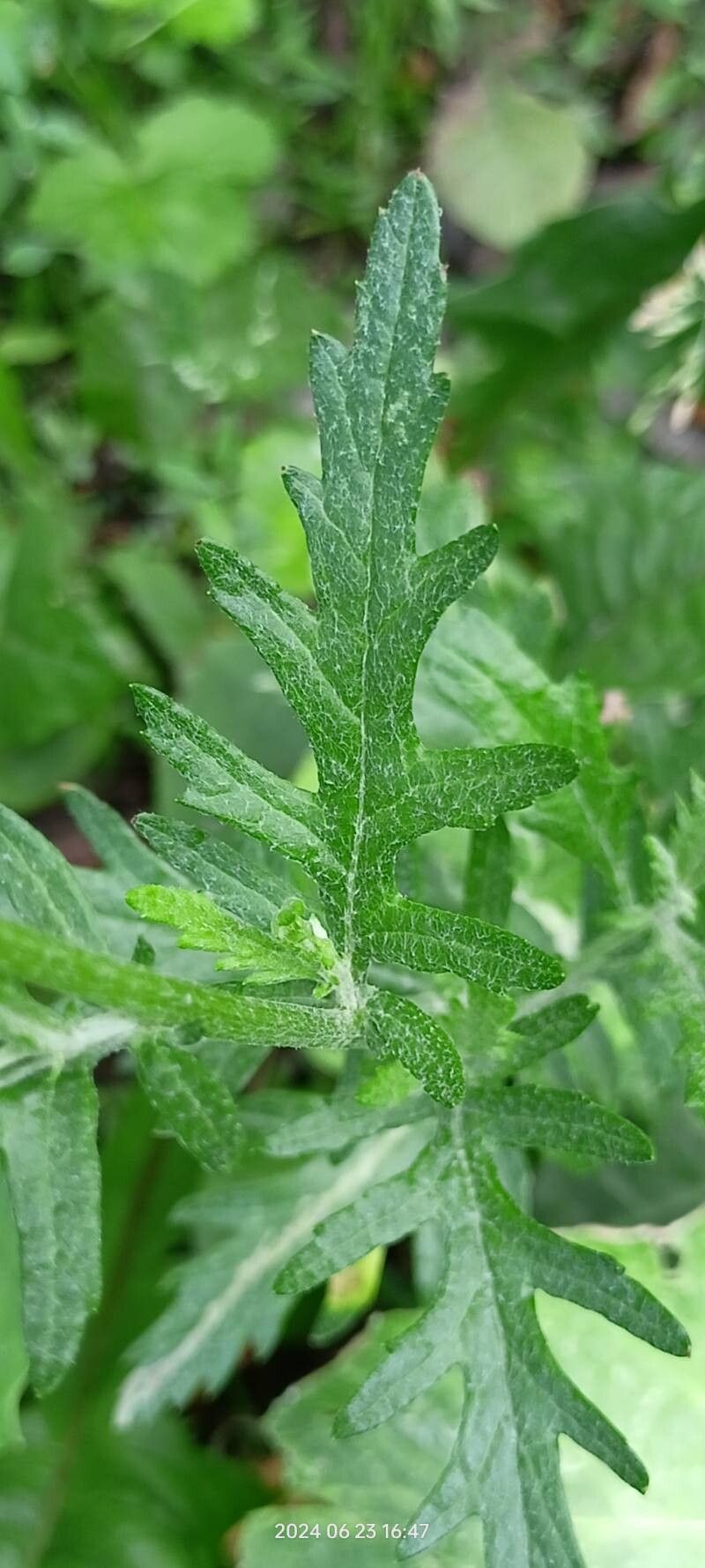 Jacobaea grandidentata — search result for 'Jacobaea'