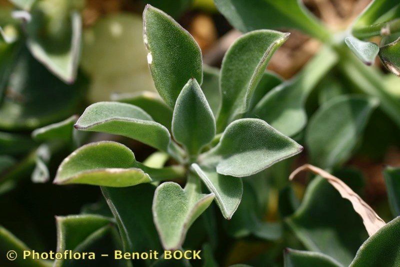 Silene rothmaleri — houseplant care guide