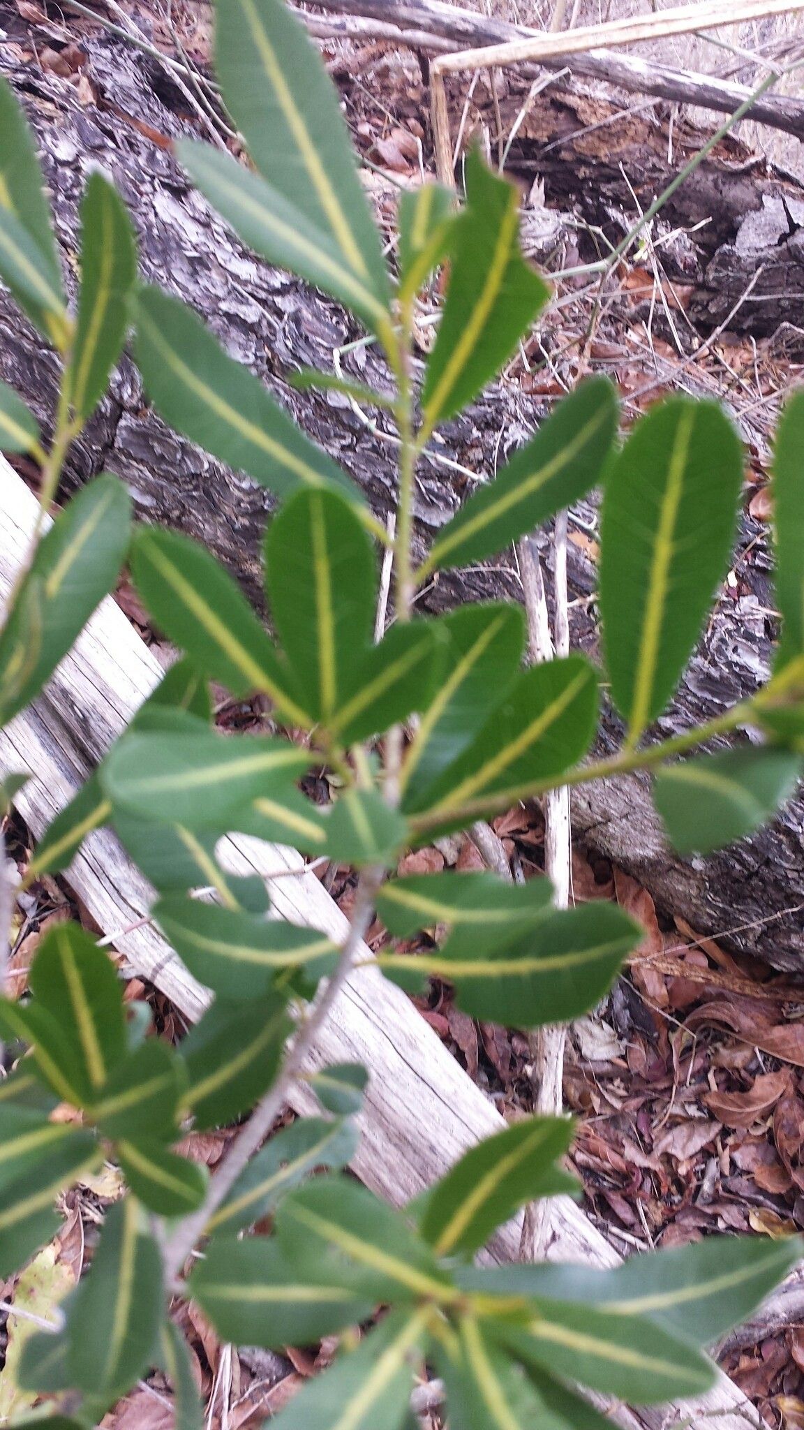 Nesogordonia pachyneura — houseplant care guide