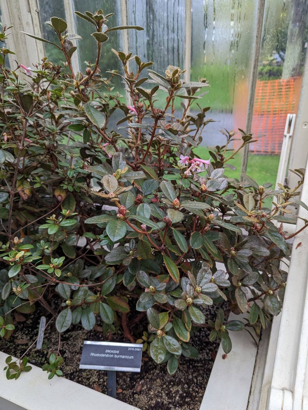 Rhododendron burmanicum habit