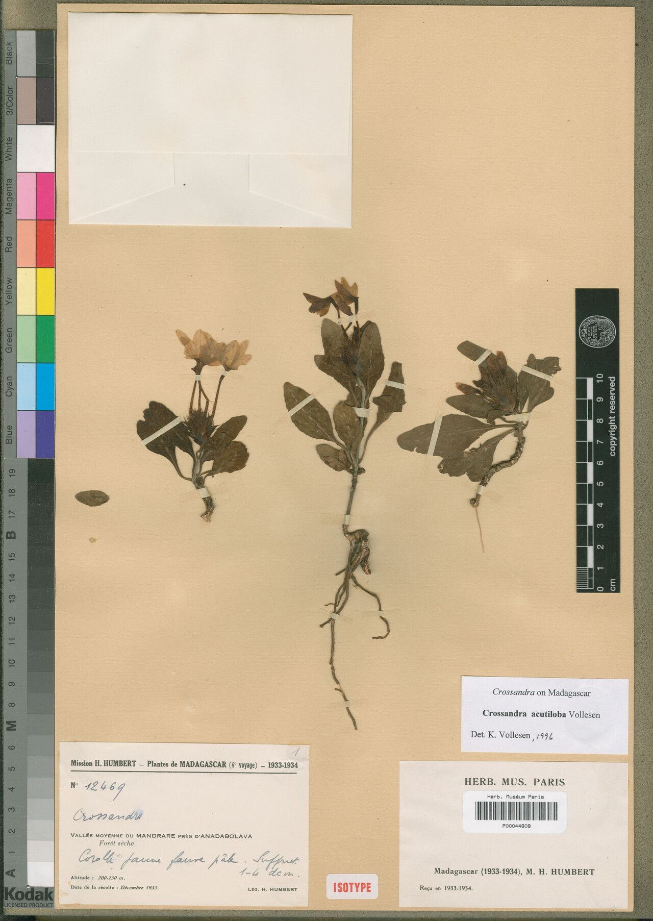 Crossandra acutiloba — related species from the same genus