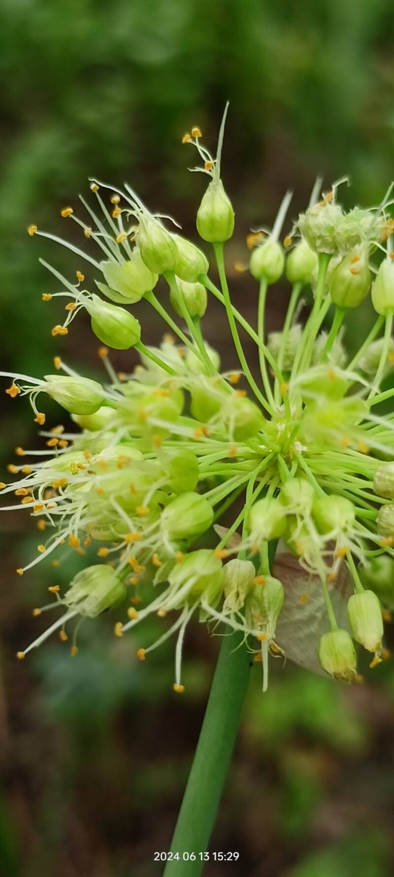 Allium obliquum flower