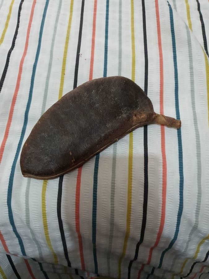 Afzelia quanzensis fruit