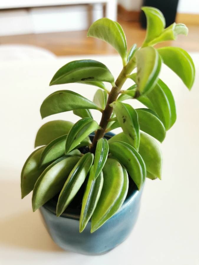Peperomia dolabriformis