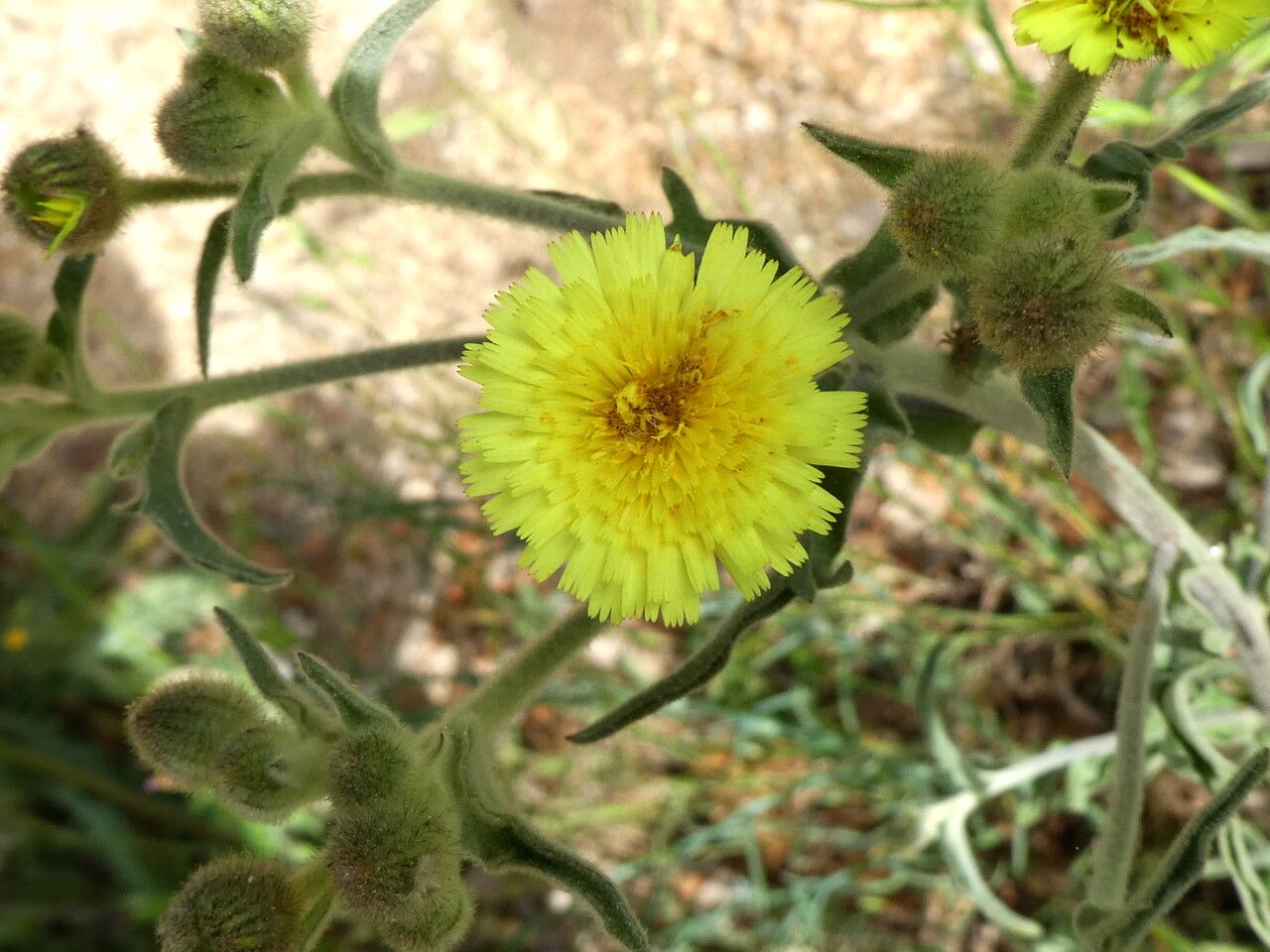 Andryala integrifolia flower