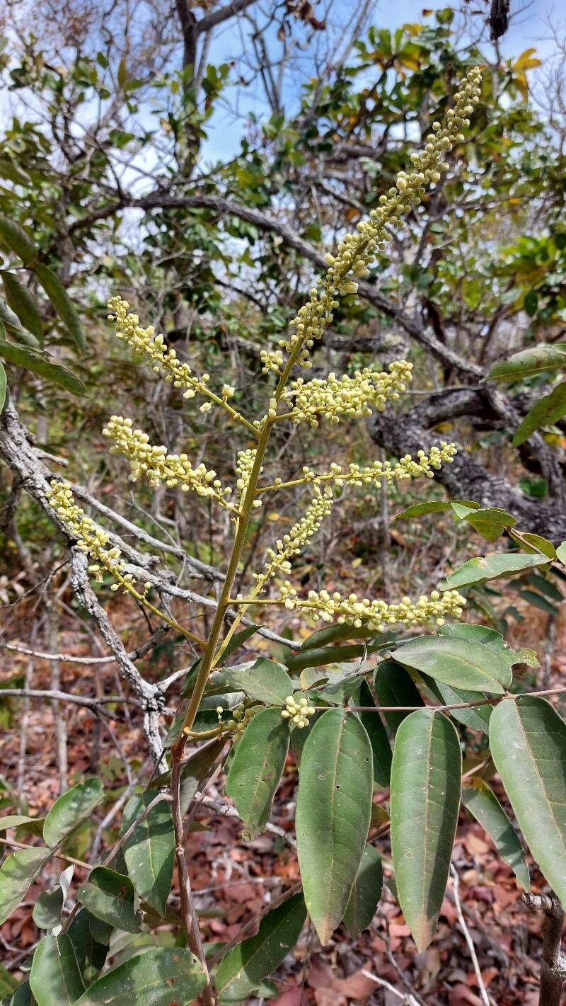 Talisia subalbens flower