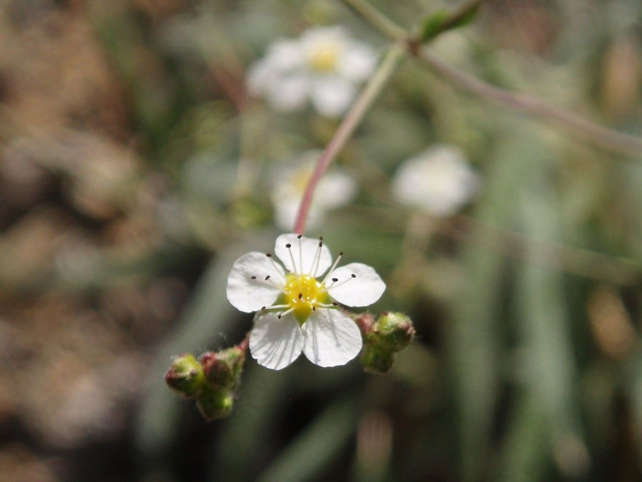 Potentilla santolinoides — search result for 'Potentilla'
