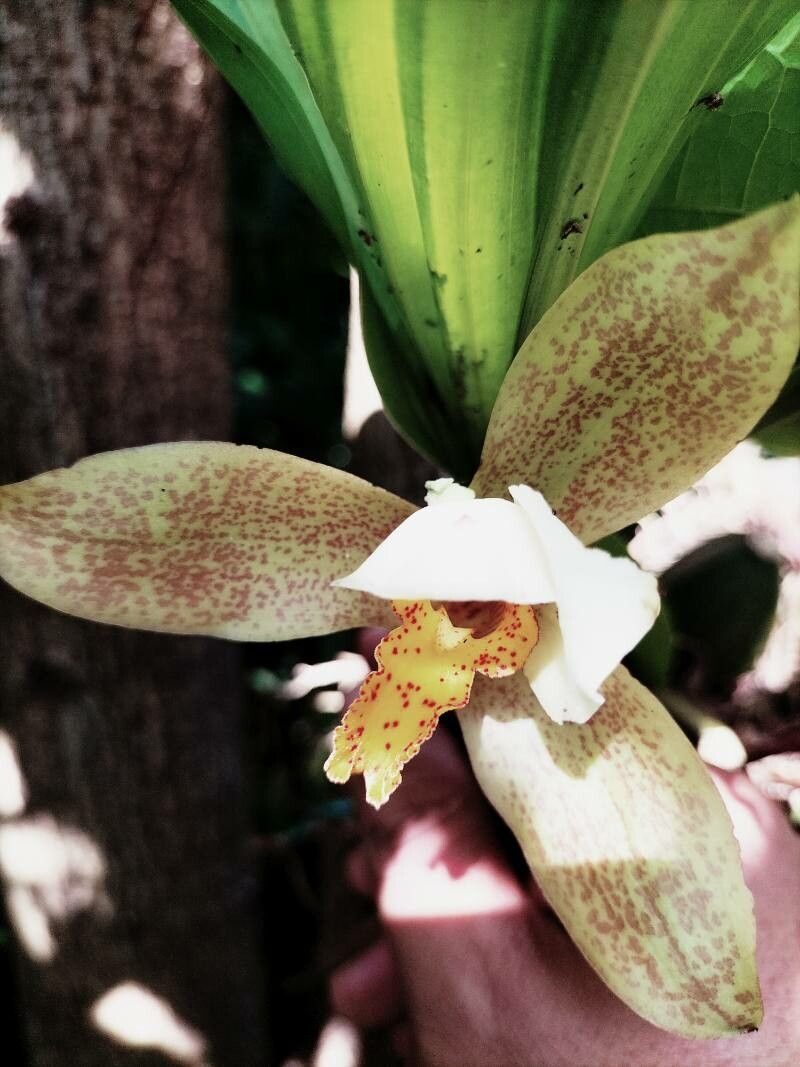 Lycaste deppei — related species from the same genus