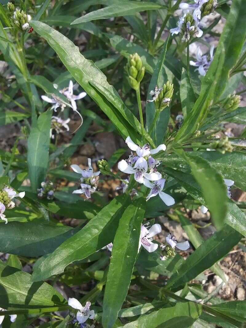 Justicia americana flower