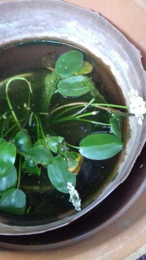 Aponogeton distachyos habit