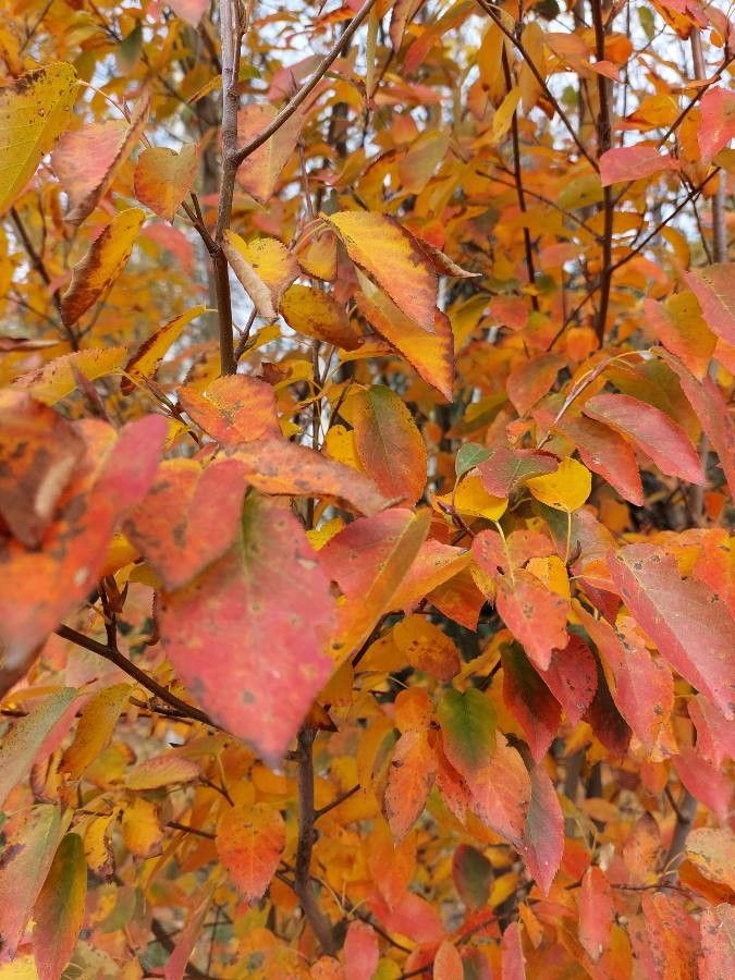 Amelanchier arborea leaf