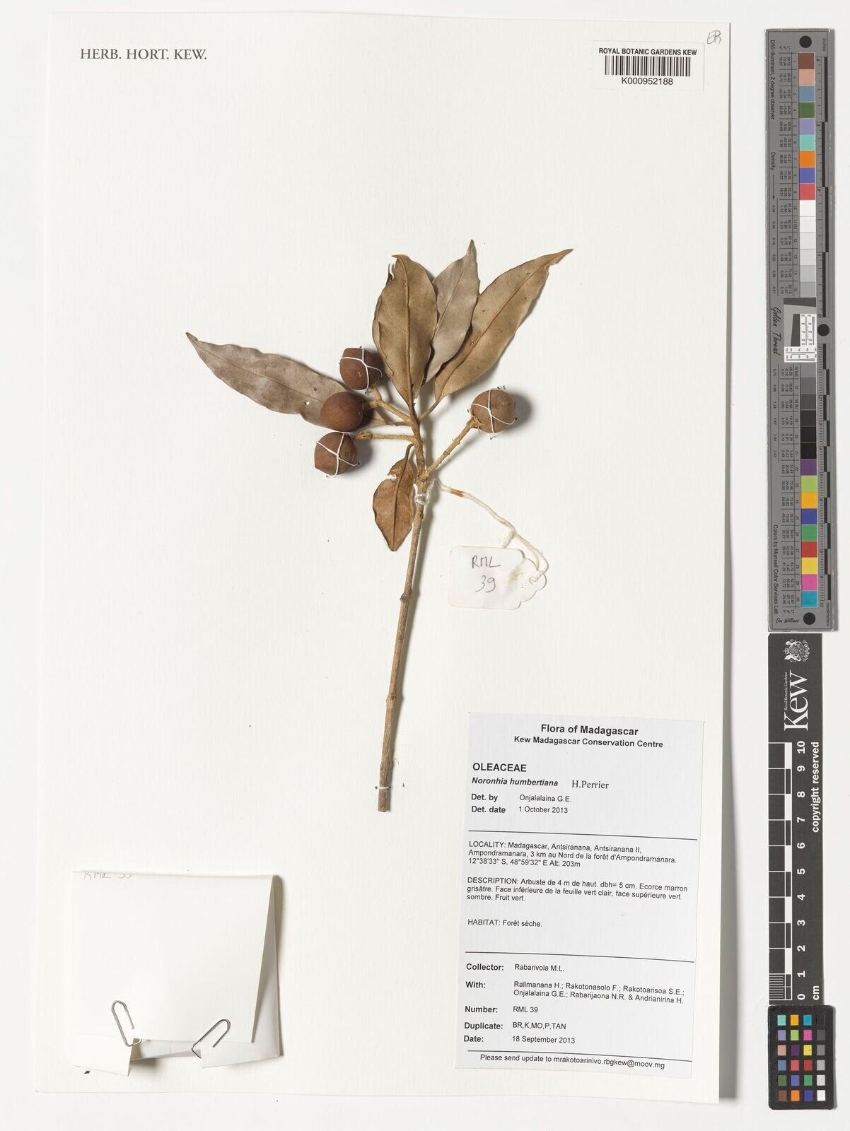 Noronhia humbertiana — search result for 'Noronhia'