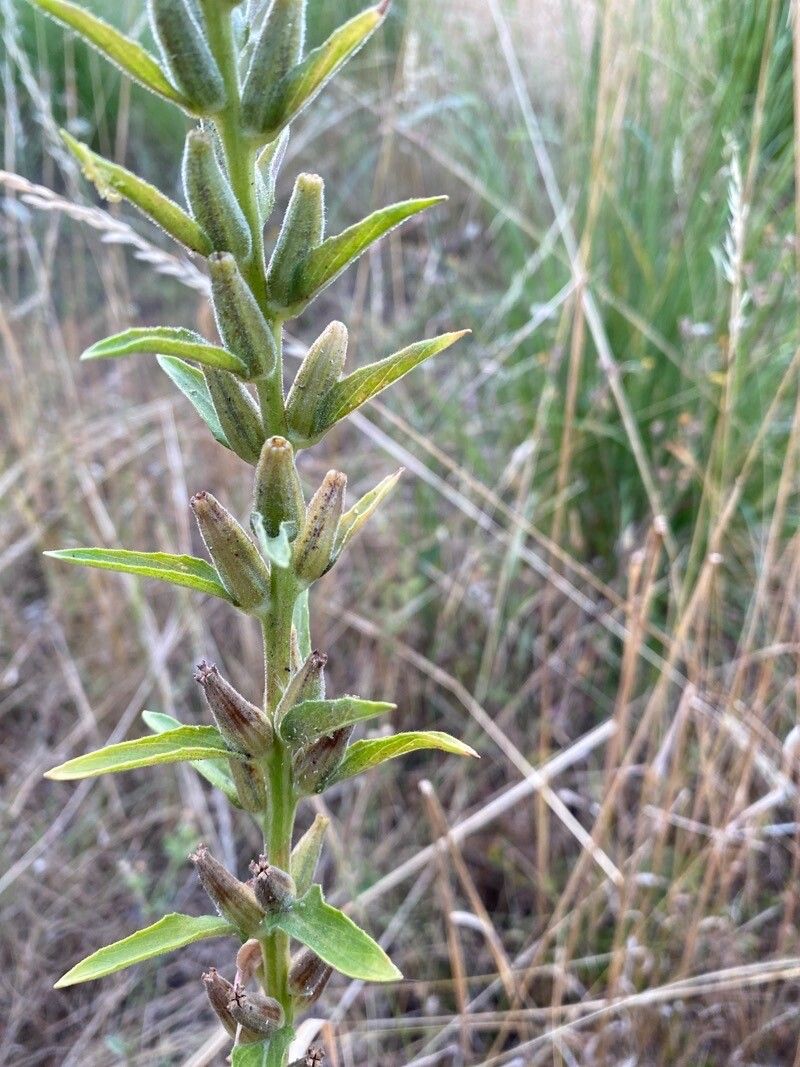 Oenothera stricta leaf