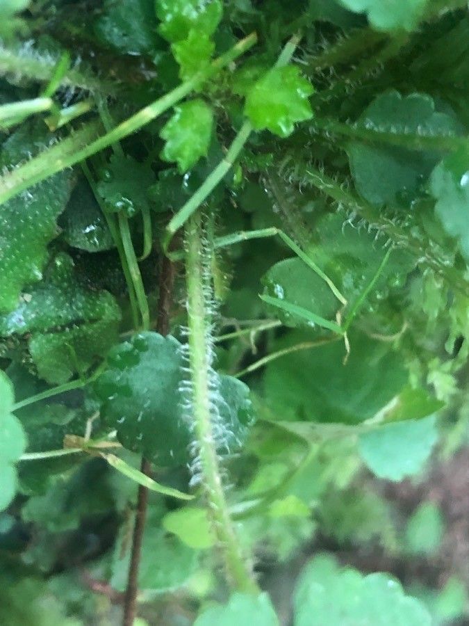 Soldanella villosa bark