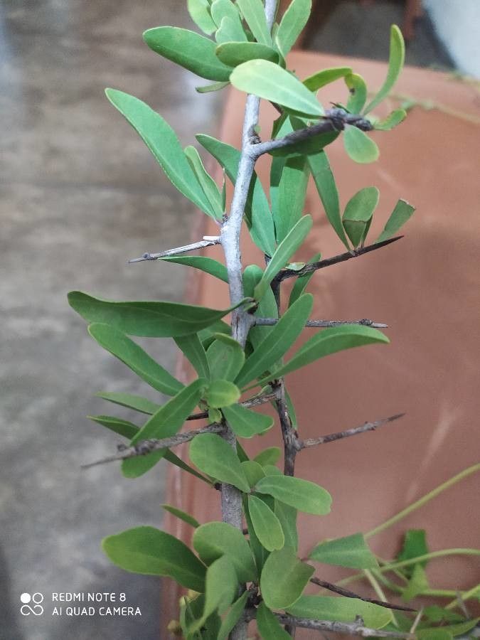 Gymnosporia emarginata — houseplant care guide