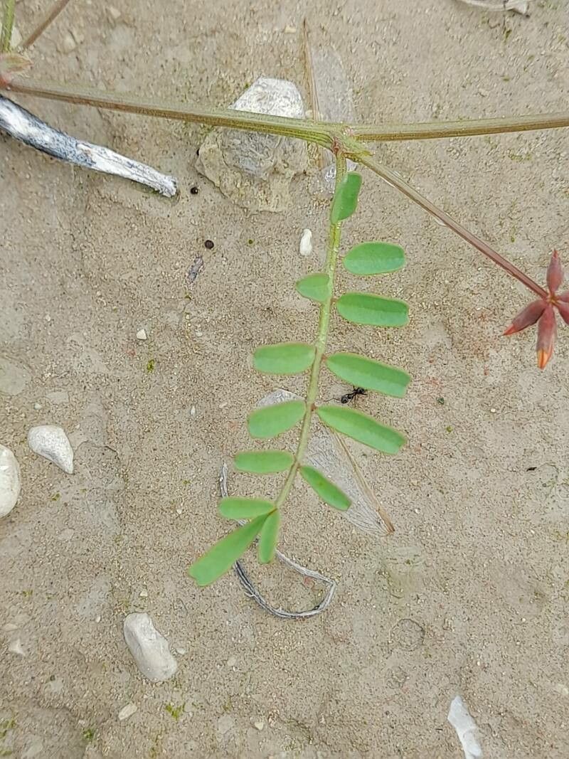 Hippocrepis areolata leaf