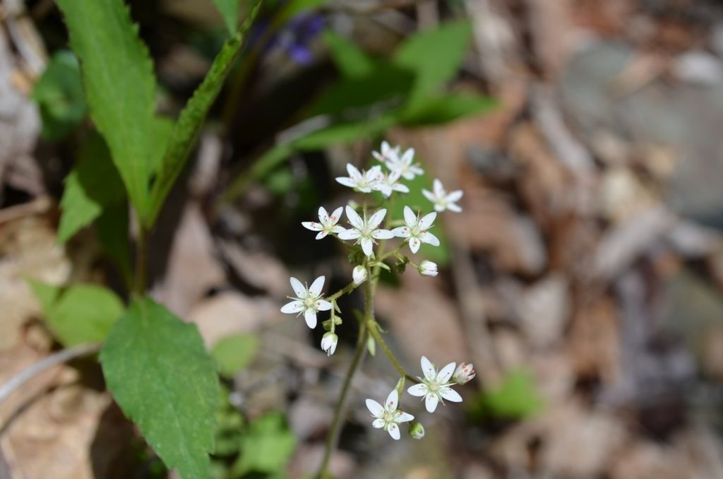 Micranthes careyana flower