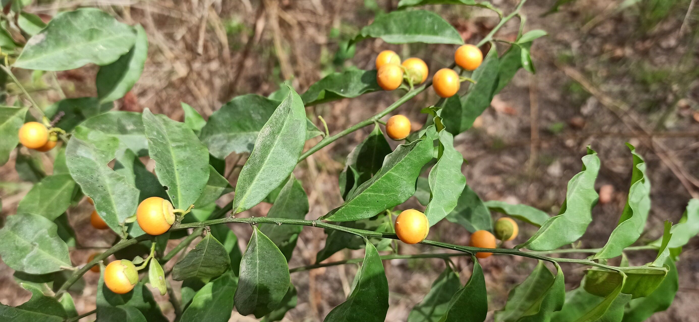 Olax subscorpioidea other