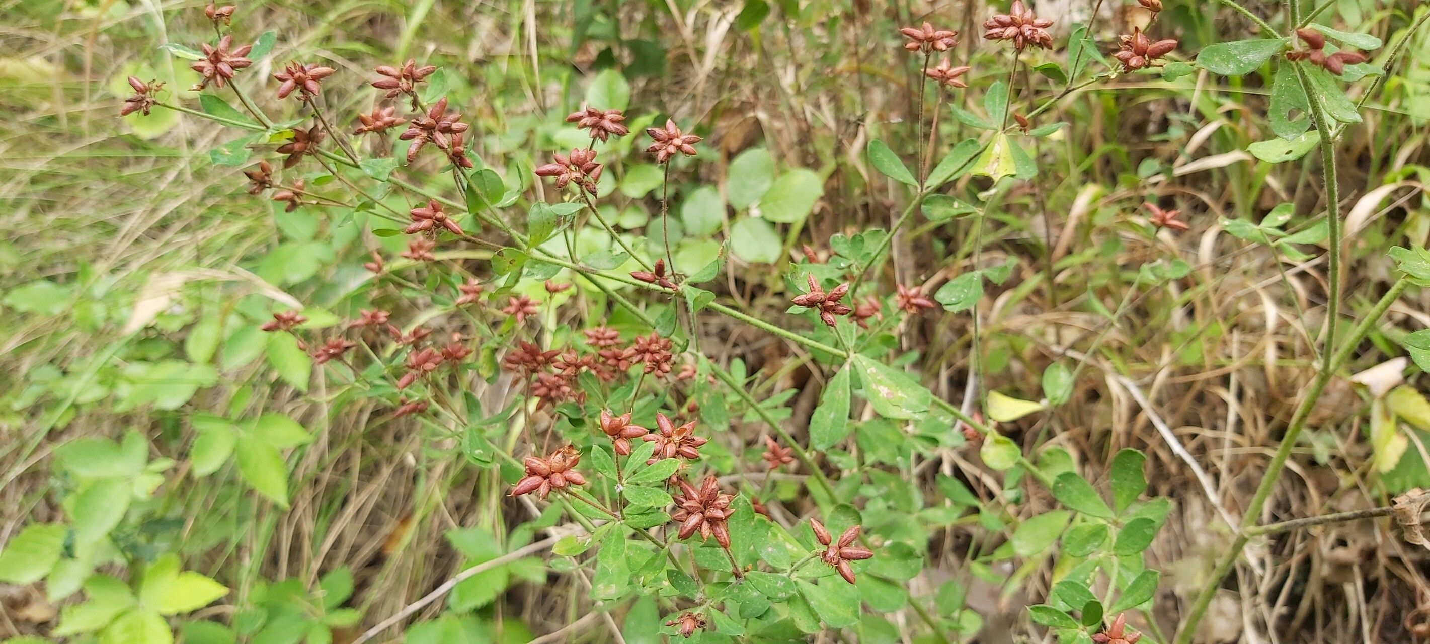 Dorycnium graecum fruit