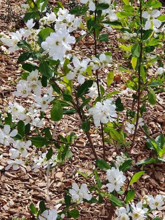 Sorbus domestica flower