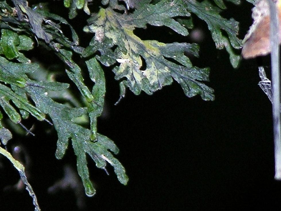 Trichomanes krausii leaf