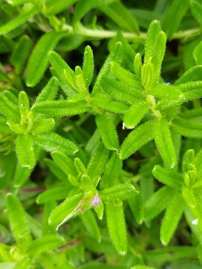 Glandora prostrata — search result for 'Ericaceae'