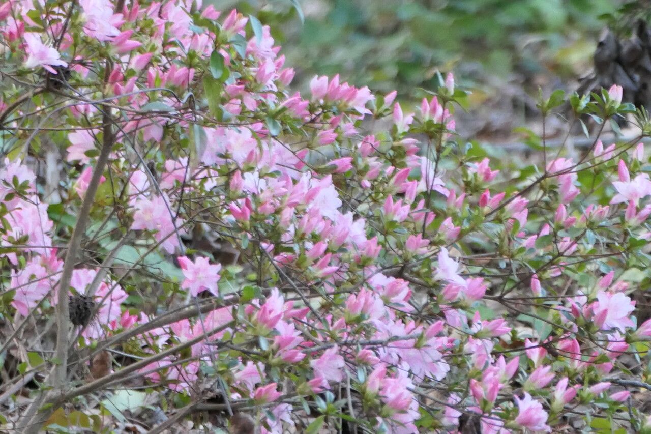 Rhododendron vaseyi — search result for 'Rhododendron'