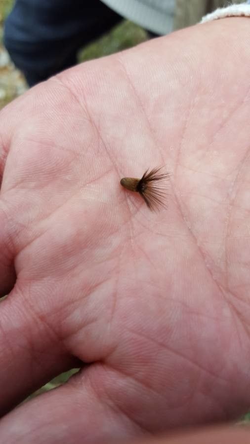Crupina crupinastrum fruit
