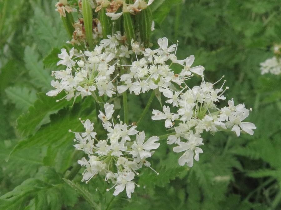 Myrrhis odorata flower