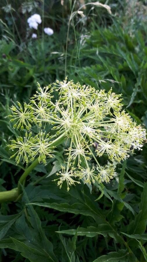 Molopospermum peloponnesiacum flower