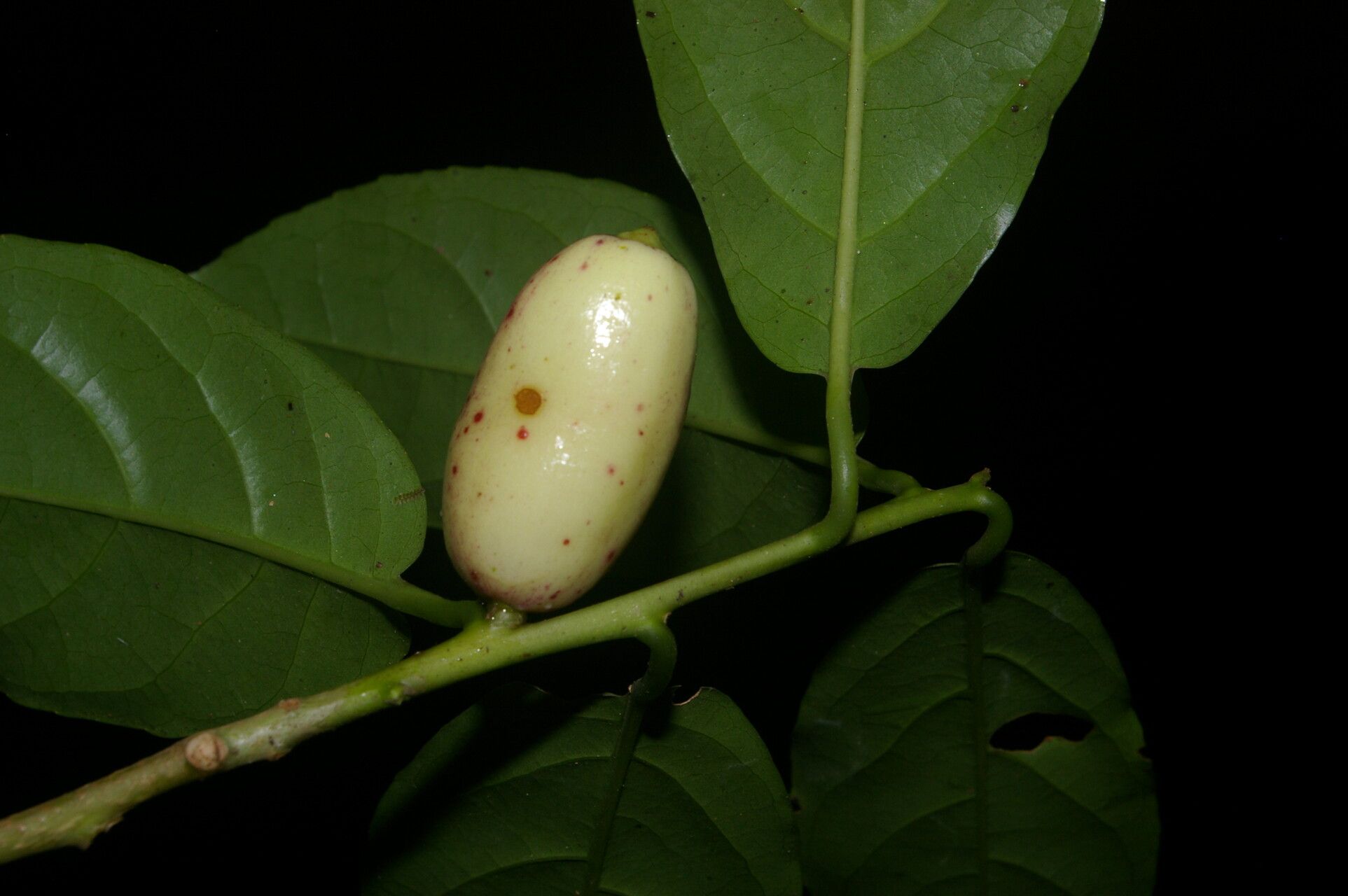 Symplocos panamensis fruit