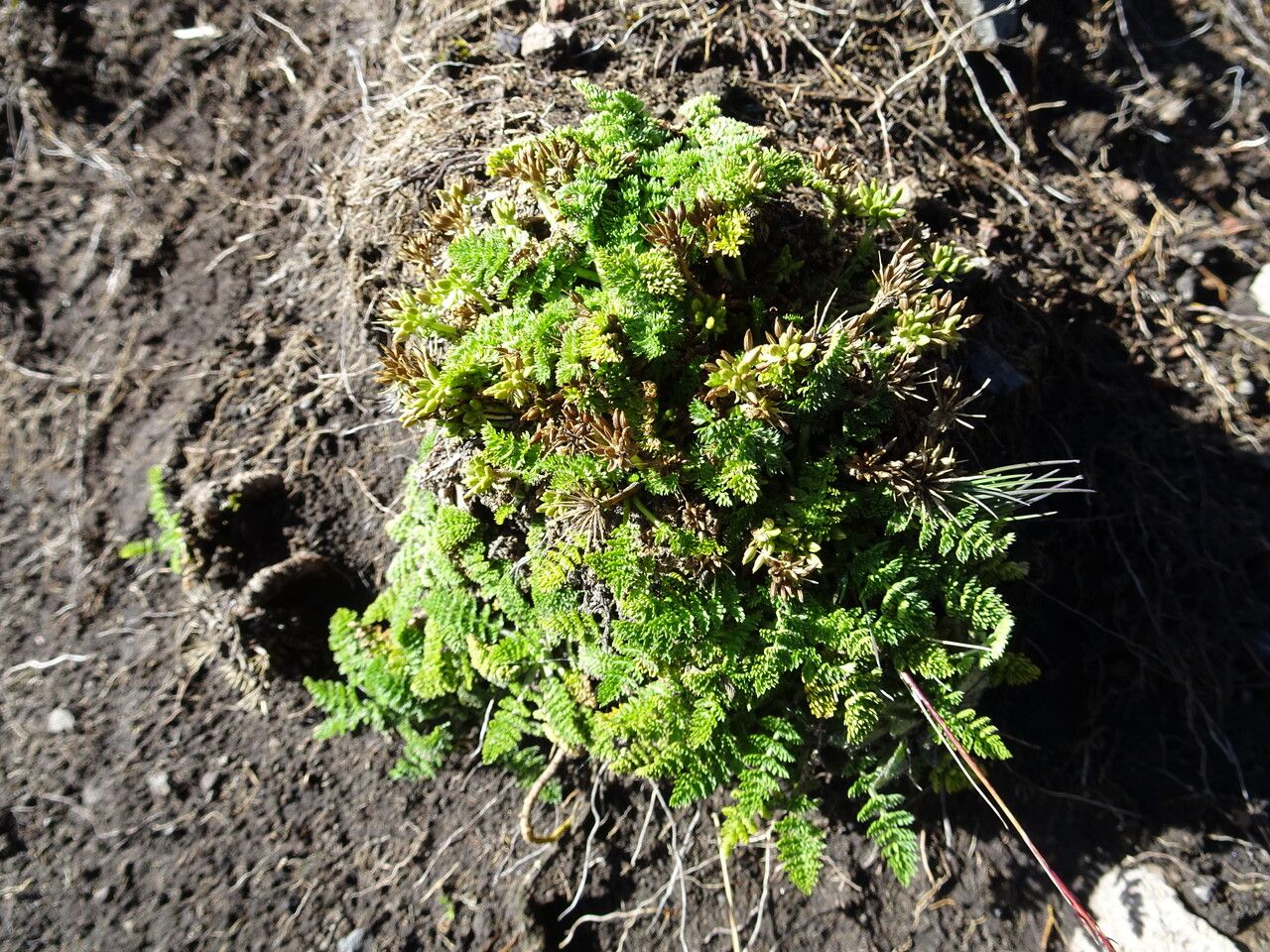 Chaerophyllum orizabae habit