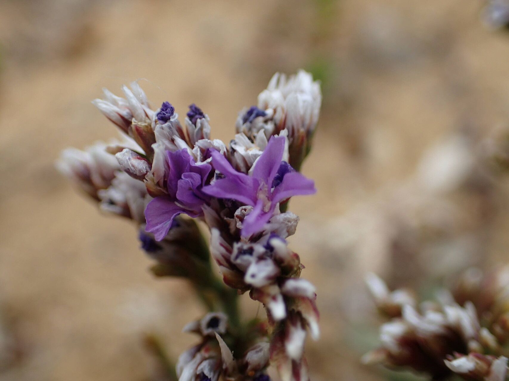 Limonium ramosissimum flower