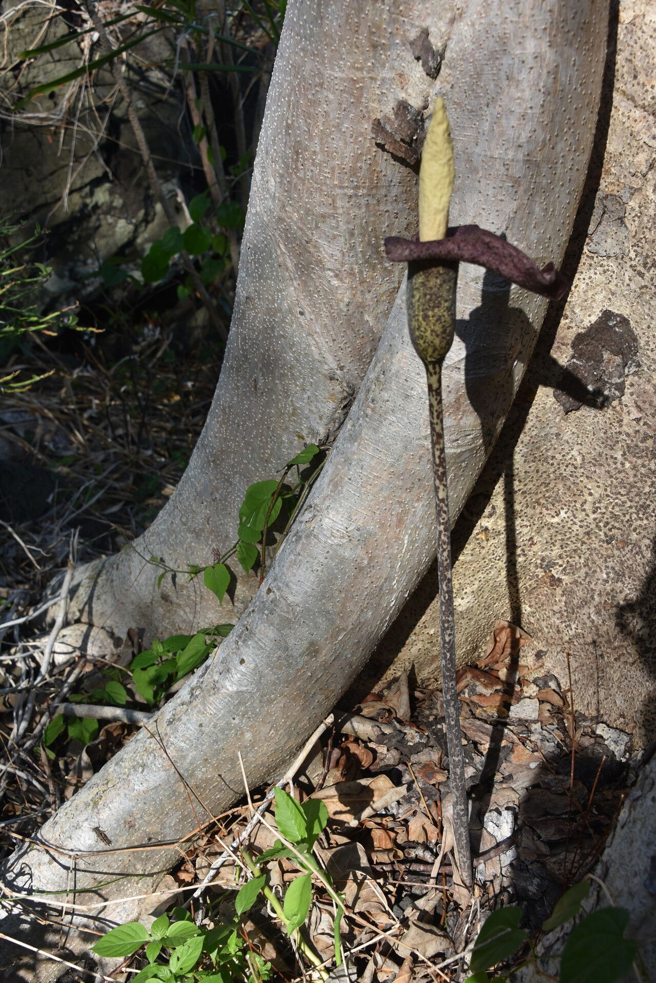 Amorphophallus perrieri flower