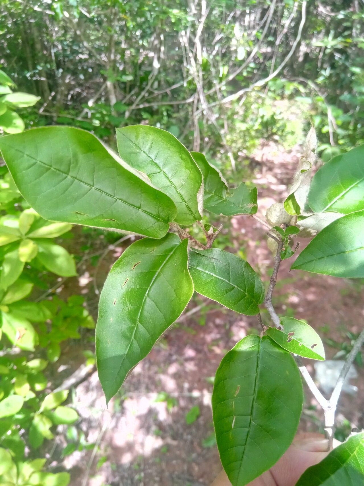 Croton catatii leaf