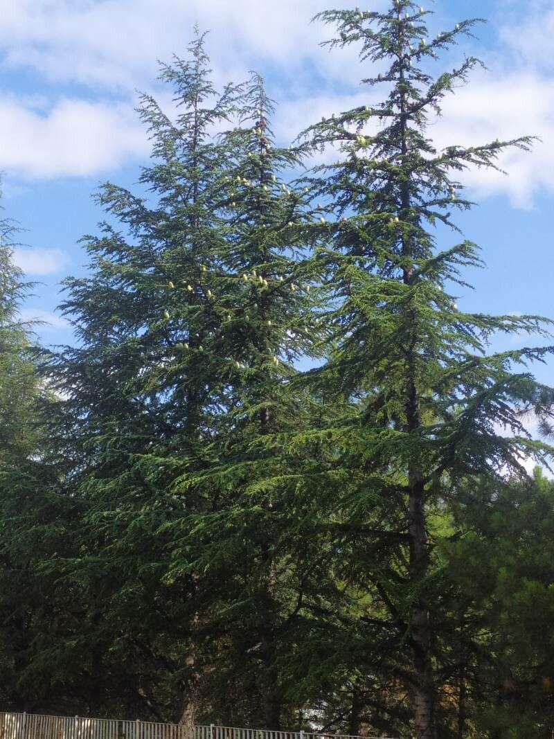 Abies nebrodensis fruit
