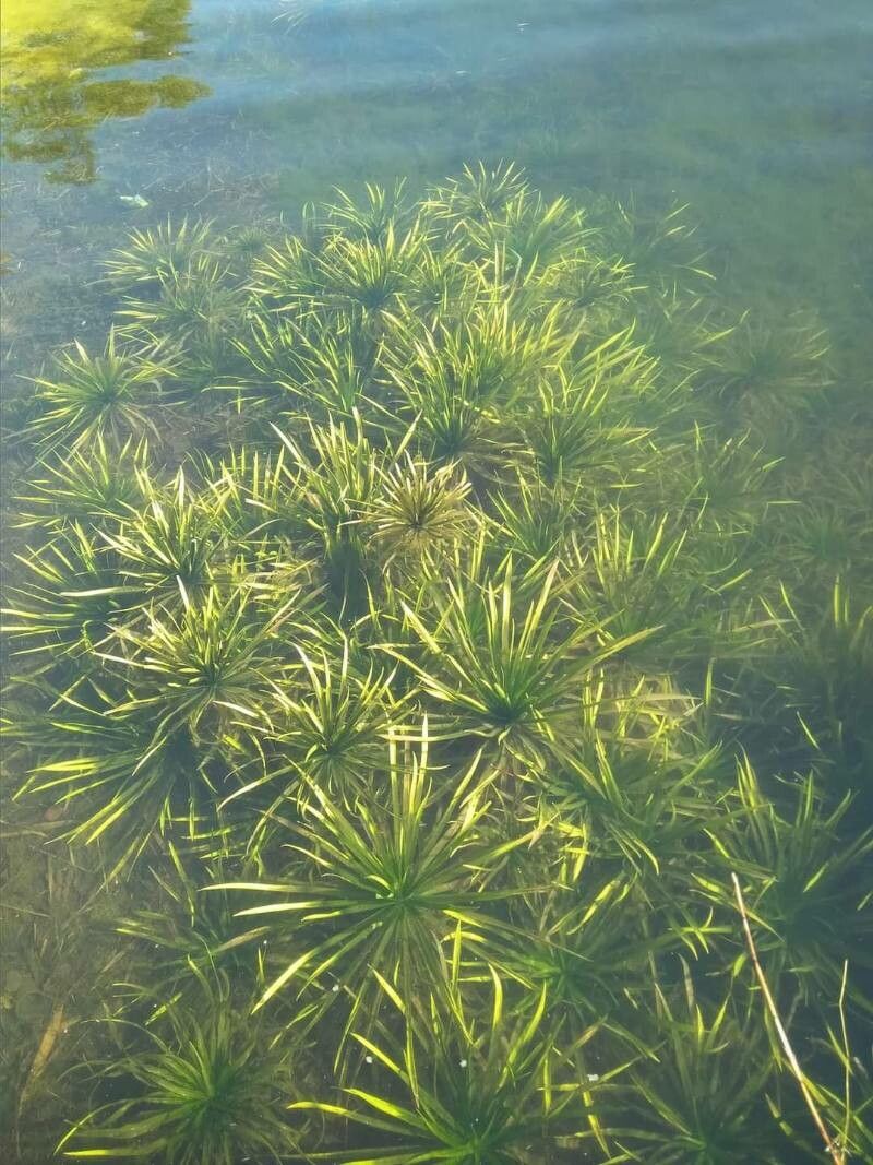 Stratiotes aloides leaf