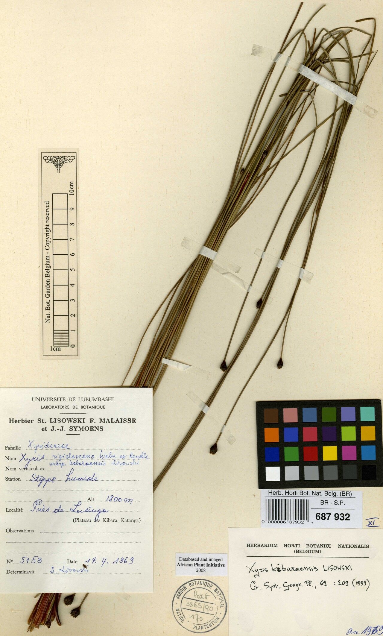 Xyris kibaraensis — houseplant care guide