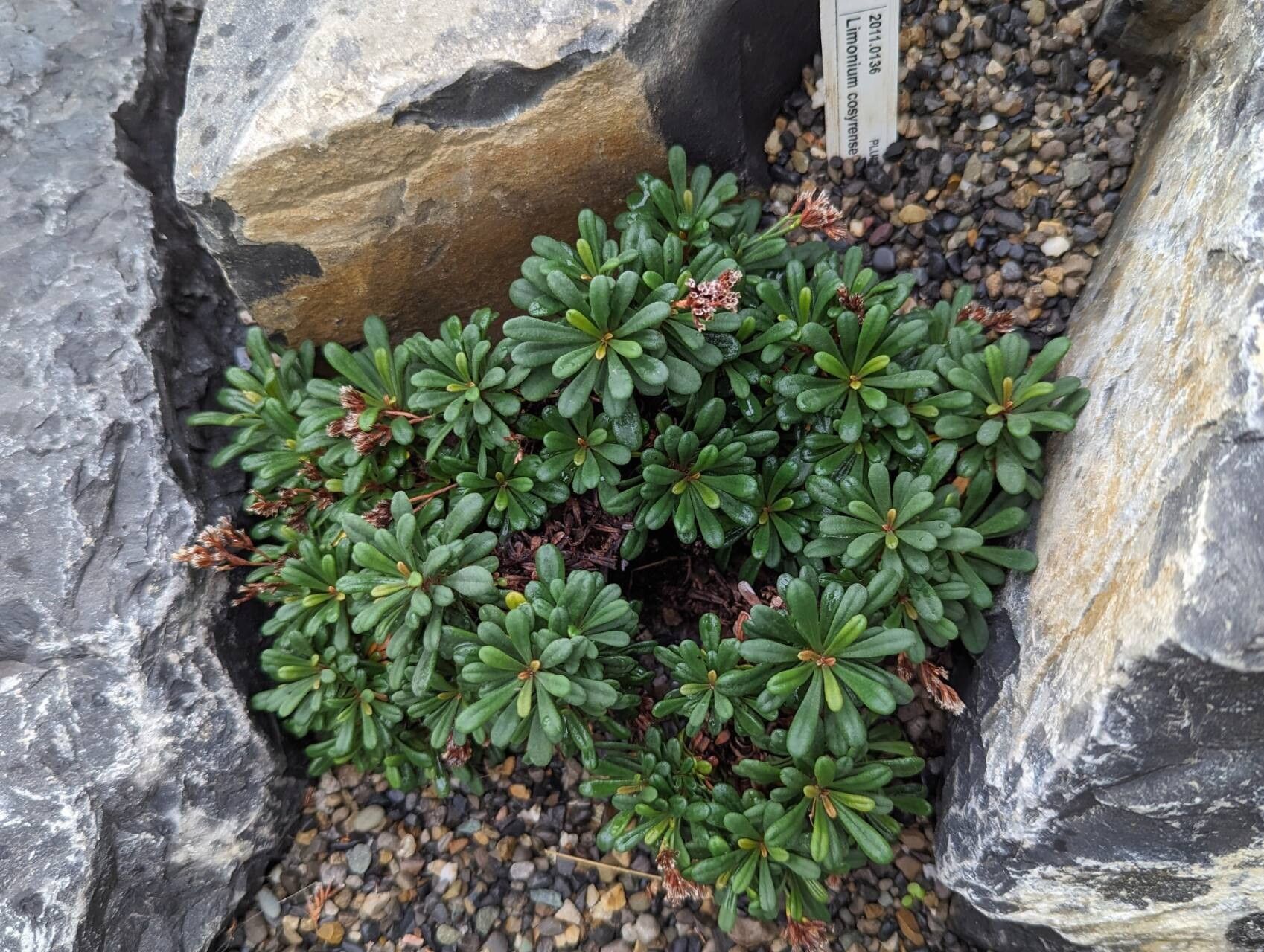 Limonium cosyrense habit
