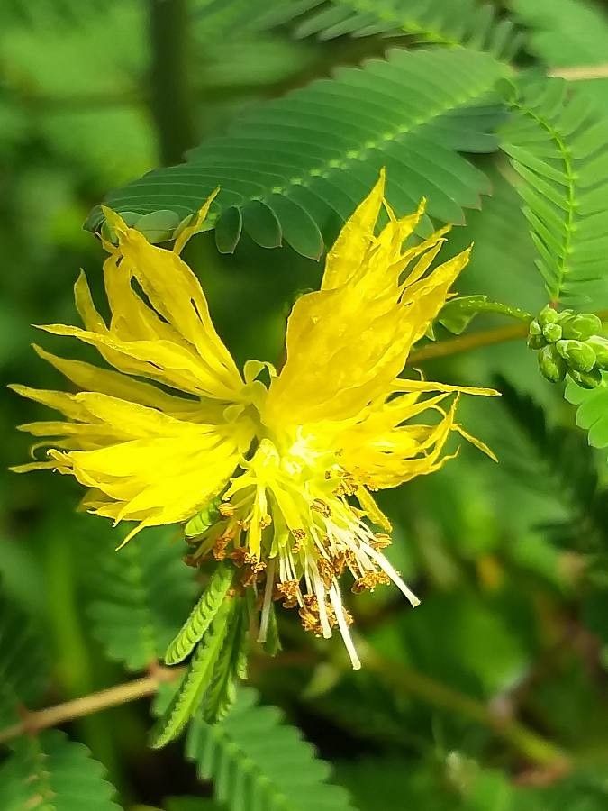 Neptunia oleracea flower
